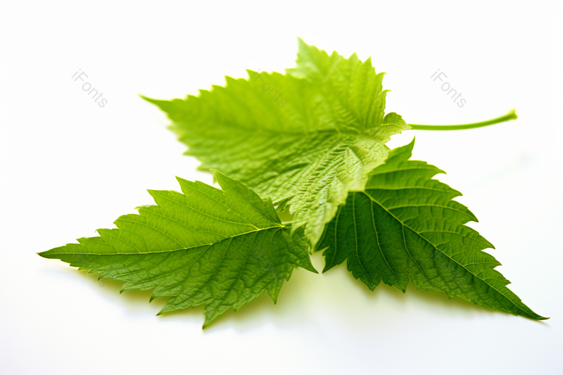 夏季绿色叶子植物静态特写实拍,高清,摄影图,摄影图片,图片大全,摄影图免费下载
